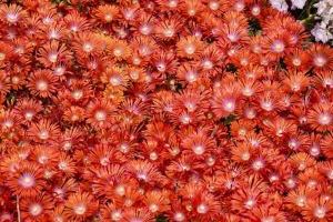 Delosperma 'Dancing Embers' New 2025